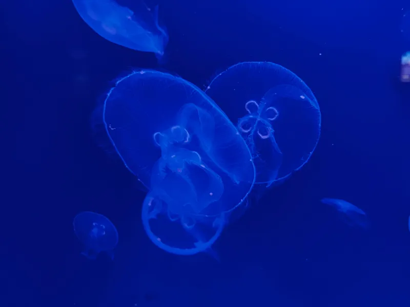 Moon jellyfish glowing under blue light