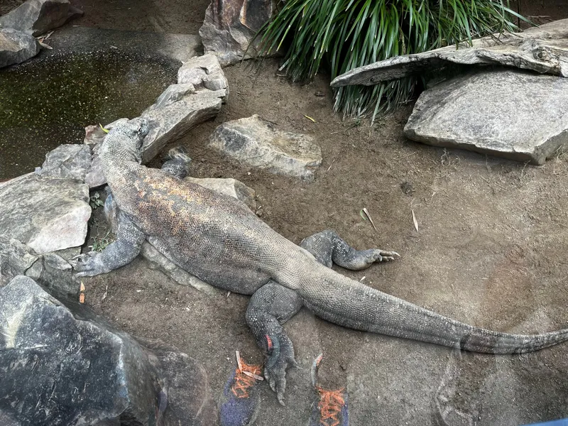 A Komodo dragon lying among the rocks
