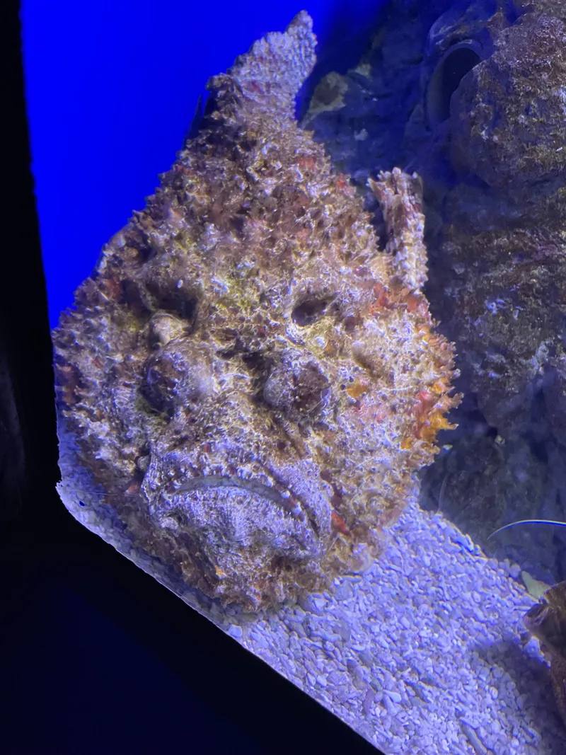 The stonefish from a little further back