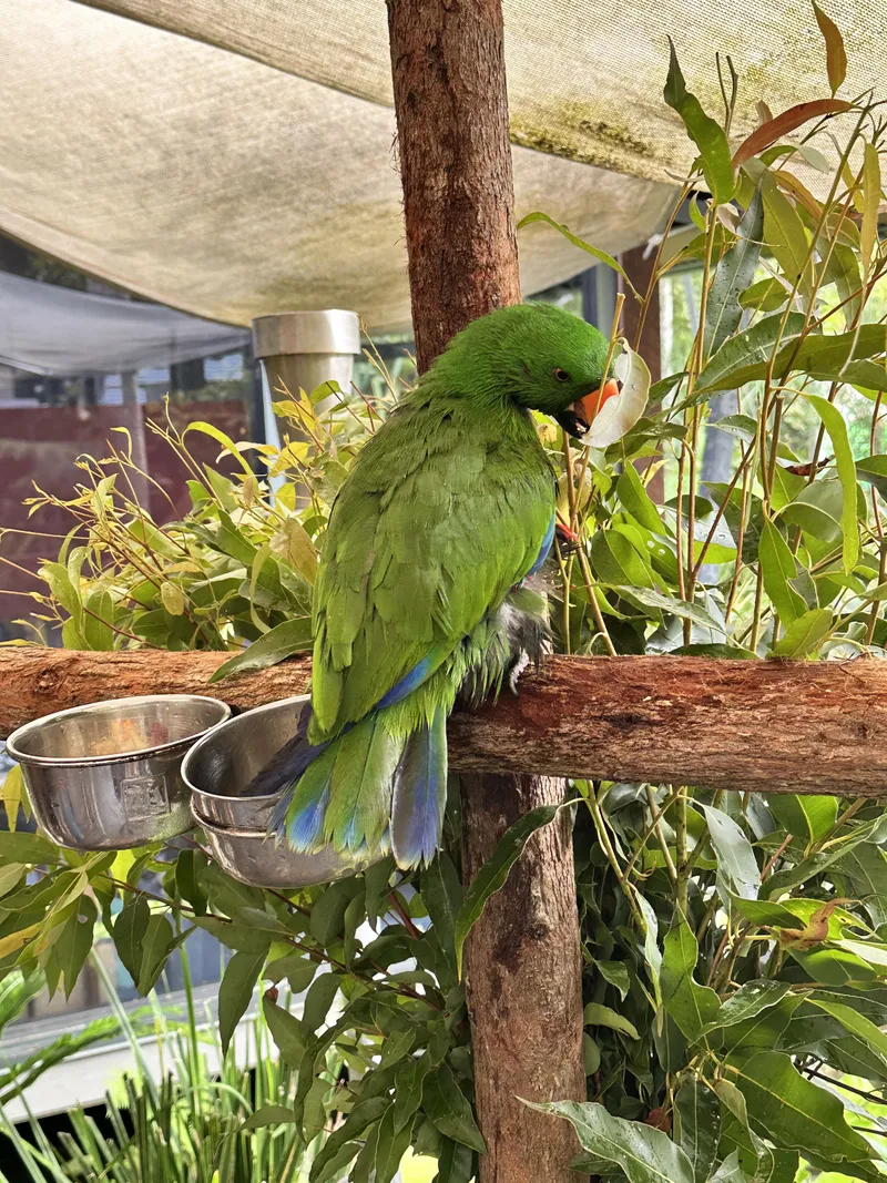 A green eclectus parrot on a perch beside its feeding bowls