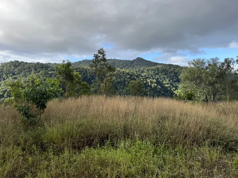 Long grass and forested peaks beside the line