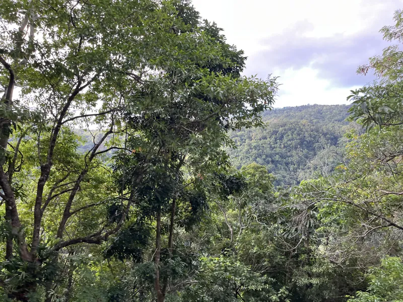 Rainforest and hills from the train window