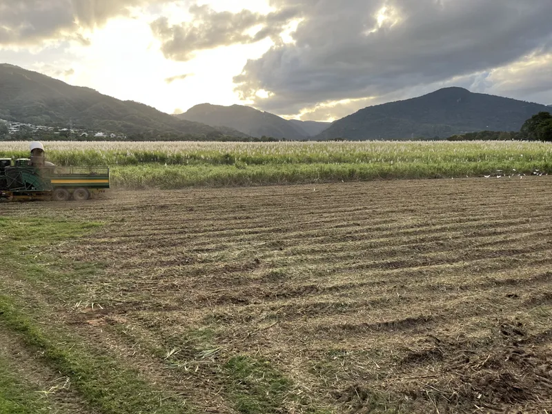 A cane harvester working a field below the ranges