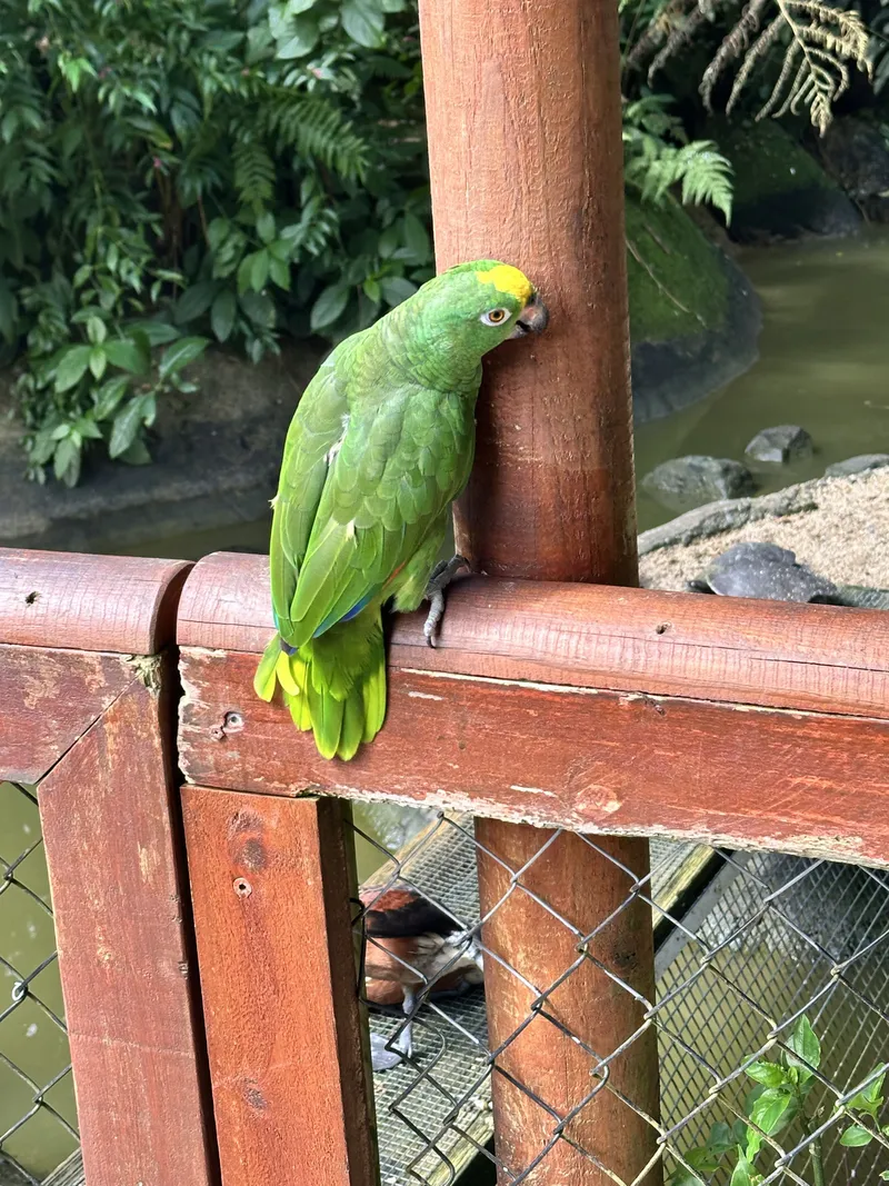 A yellow-headed green parrot on a railing post