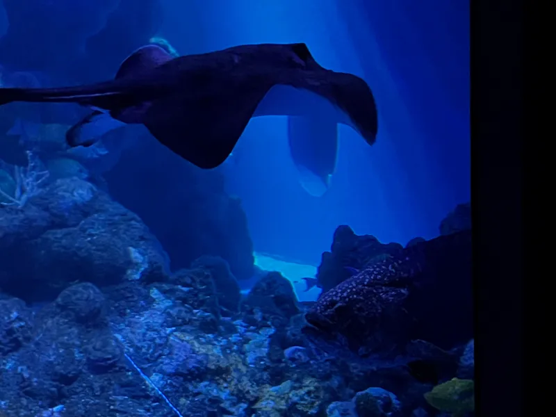 A large ray swimming over the rocks