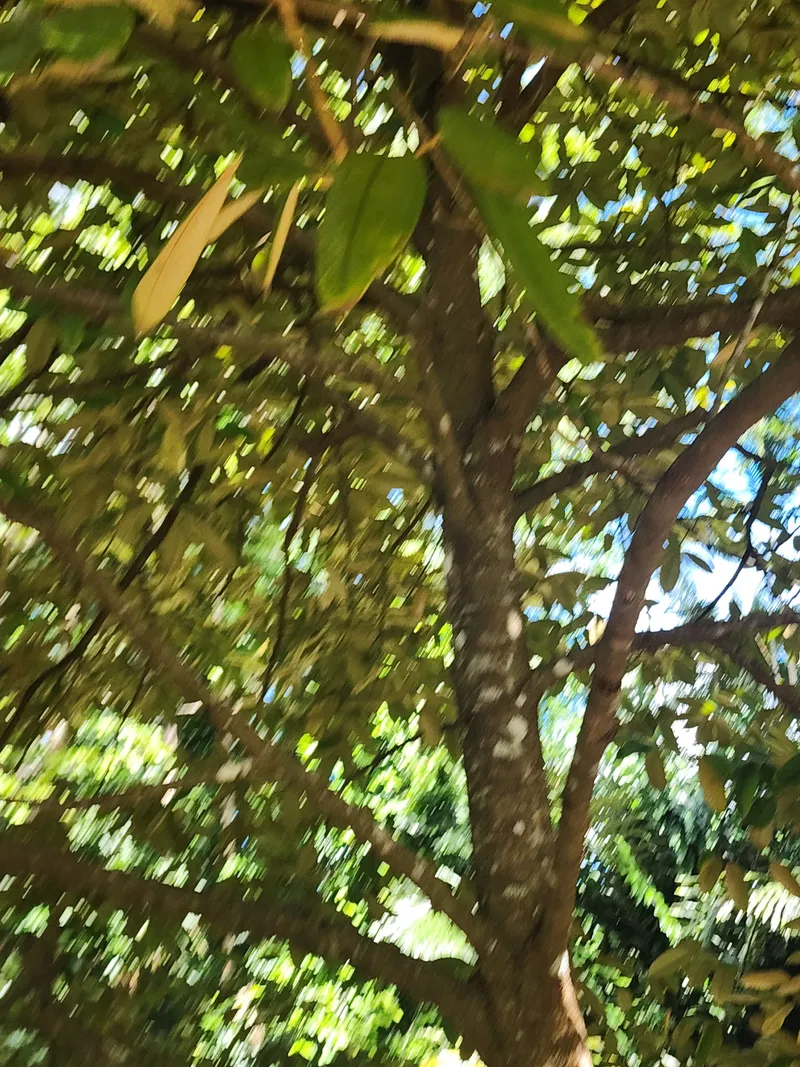 Looking up into the tree canopy