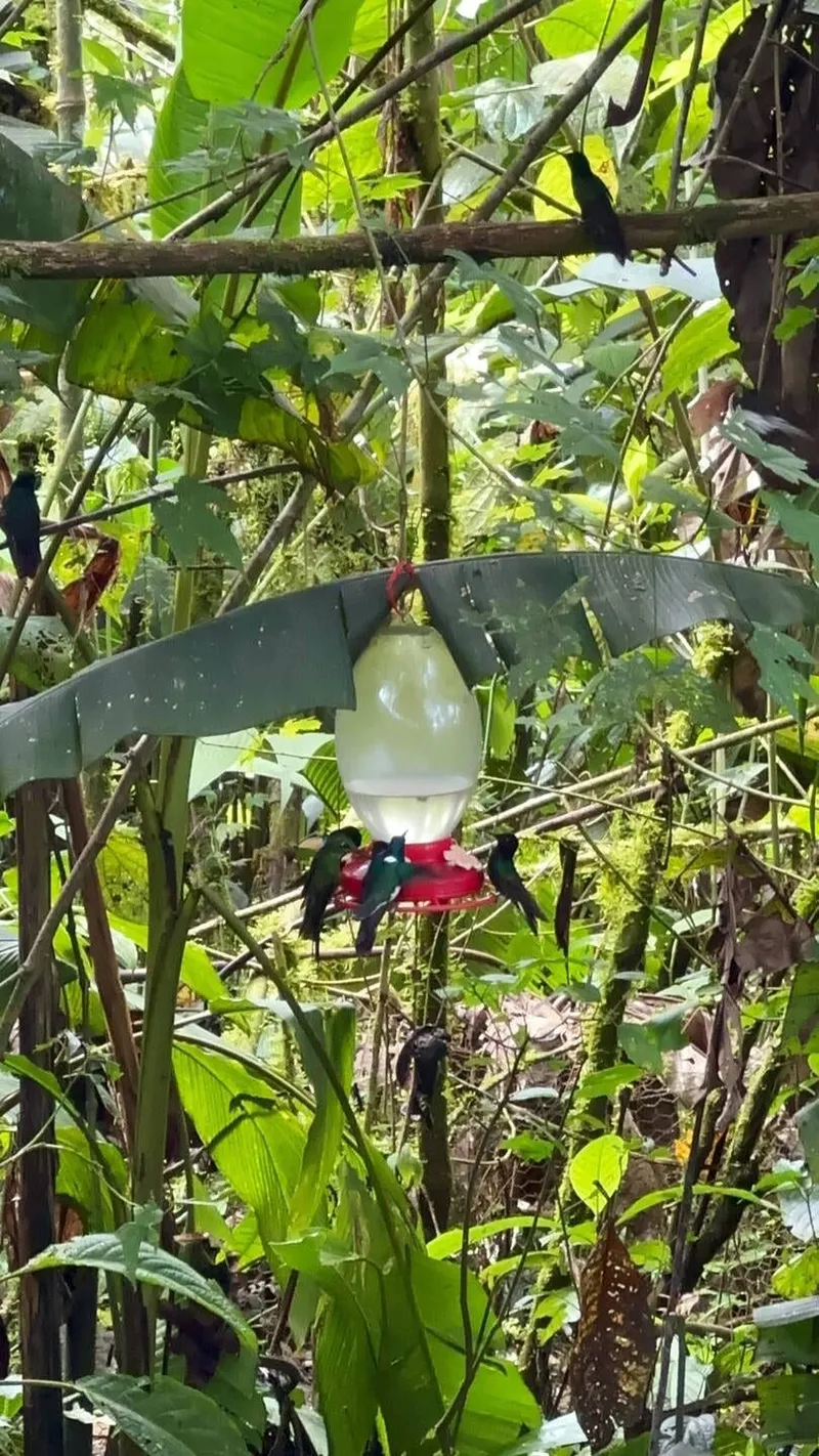 Hummingbird experience, photo 3 of 7