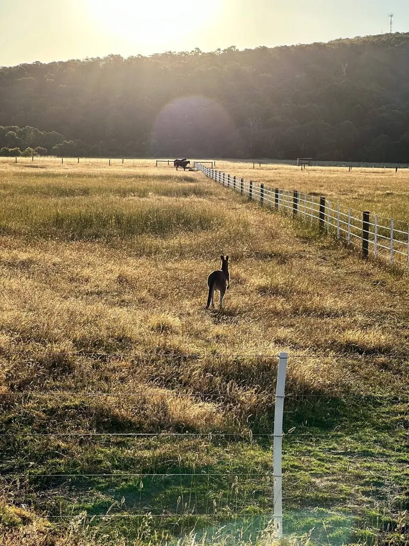 Kangaroos spotted! 🦘, photo 3 of 4