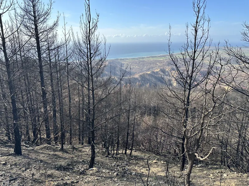 Burnt pine trees on a ridge looking out to sea