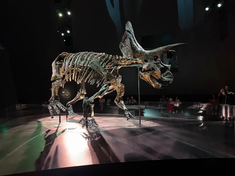 A Triceratops skeleton lit up in a dark gallery