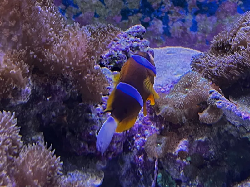 A clownfish among the coral