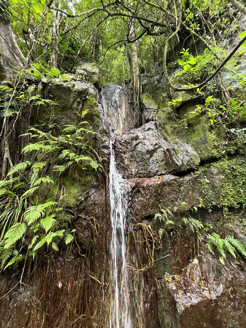 A thin waterfall running down a mossy rock face among ferns