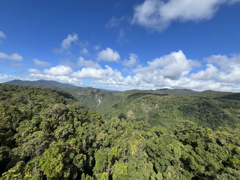 The rainforest canopy and hills from the gondola