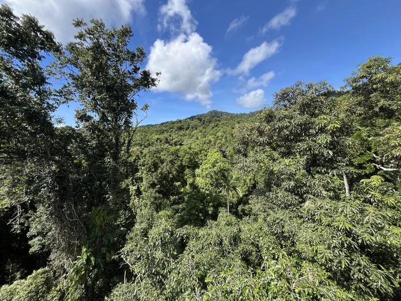 The rainforest canopy from the tower, with hills behind