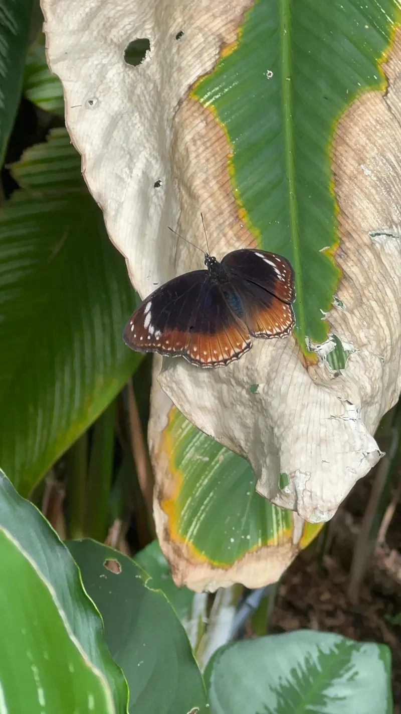 The butterfly on the leaf, wings spread