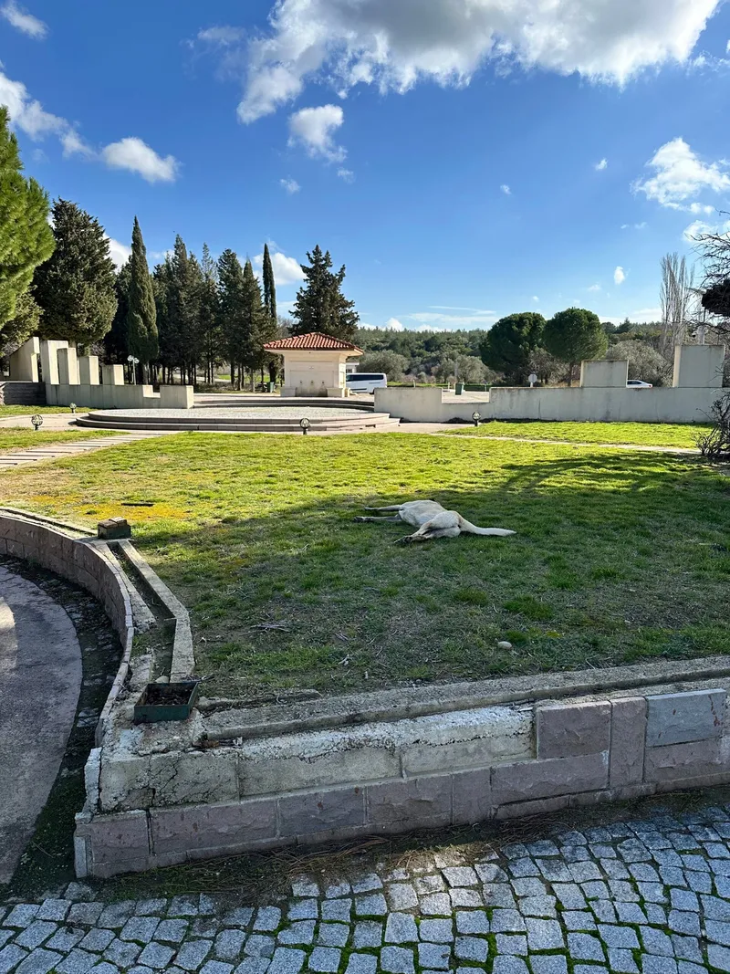 A memorial lawn and stone wall at Gallipoli