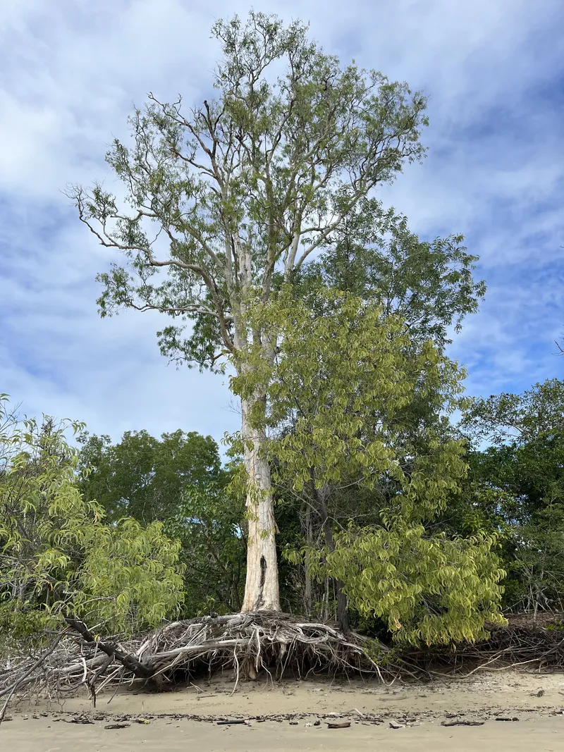 A tall paperbark tree at the back of the beach