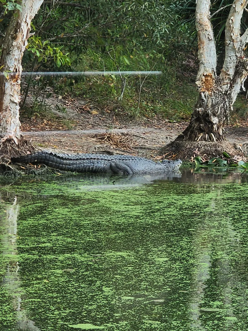 The crocodile on the bank from the boat