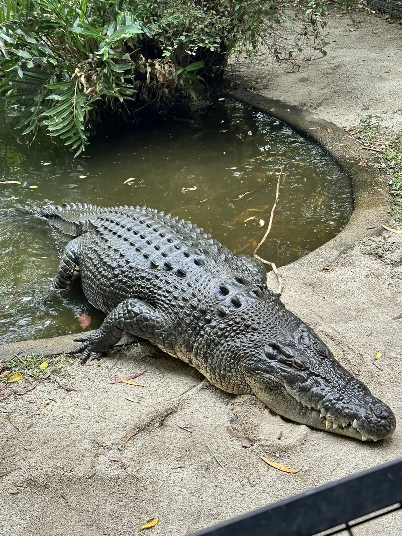 A saltwater crocodile on the sand beside its pool