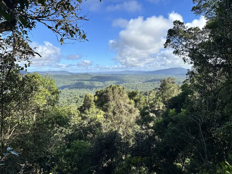 The view out over the rainforest between the trees