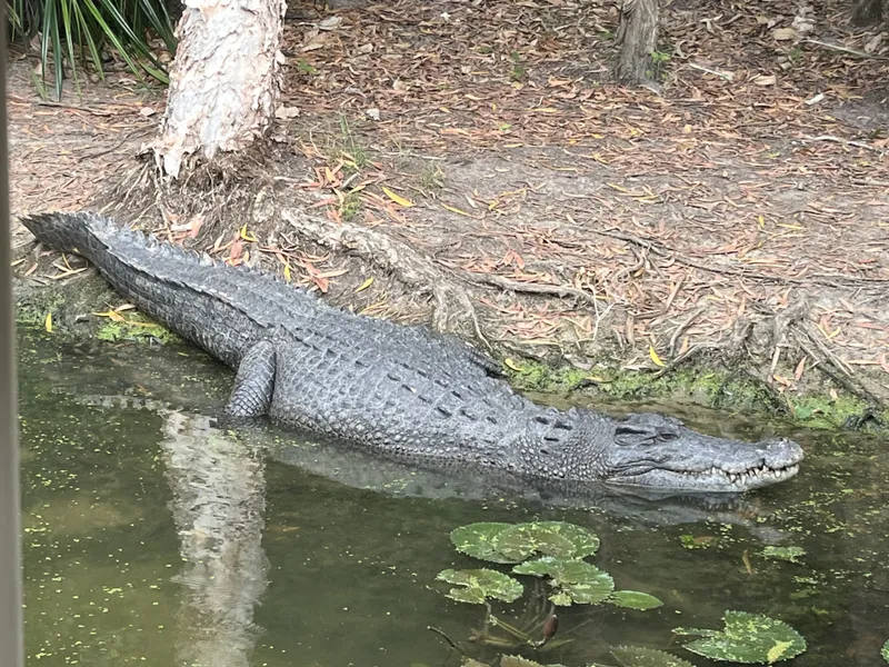 A big saltwater crocodile sliding into the water by the lily pads
