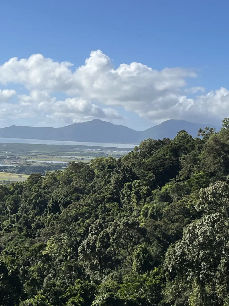 Rainforest canopy below the gondola, with mountains behind