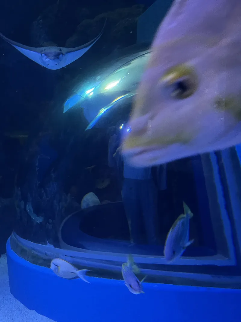 A fish swimming right up to the glass in front of the viewing bubble