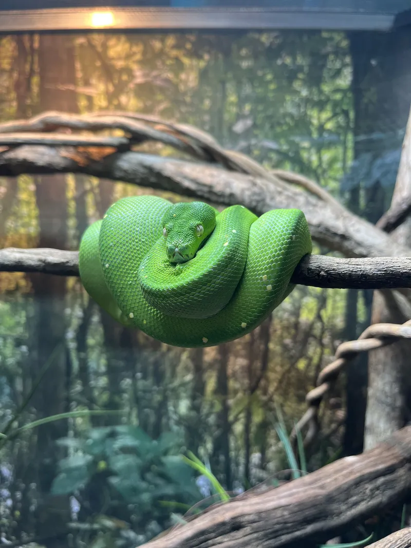 A green tree python coiled on a branch