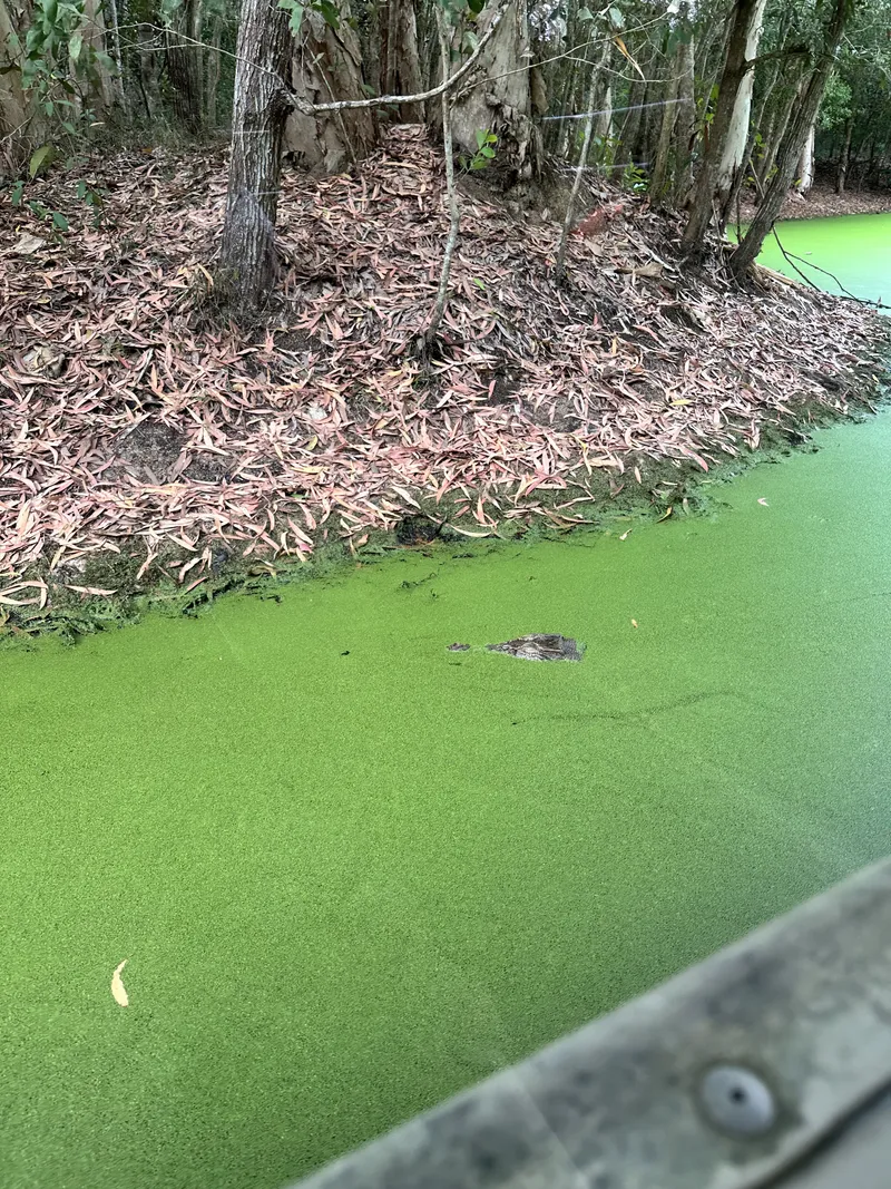 A crocodile's head poking through the duckweed beside an island