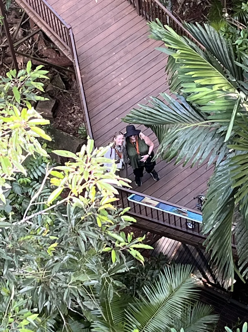 Looking down from the canopy tower to people on the boardwalk
