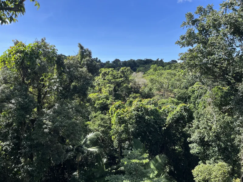 Treetops from the top of the tower