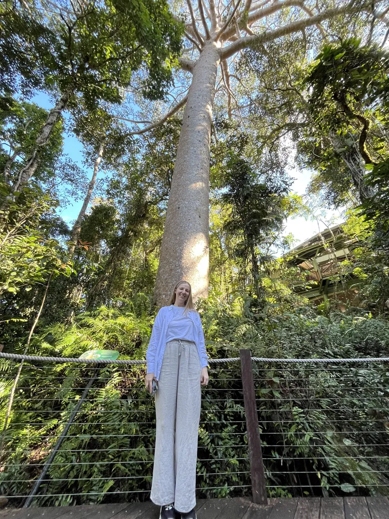 The woman beneath the kauri pine, with the boardwalk rail in front