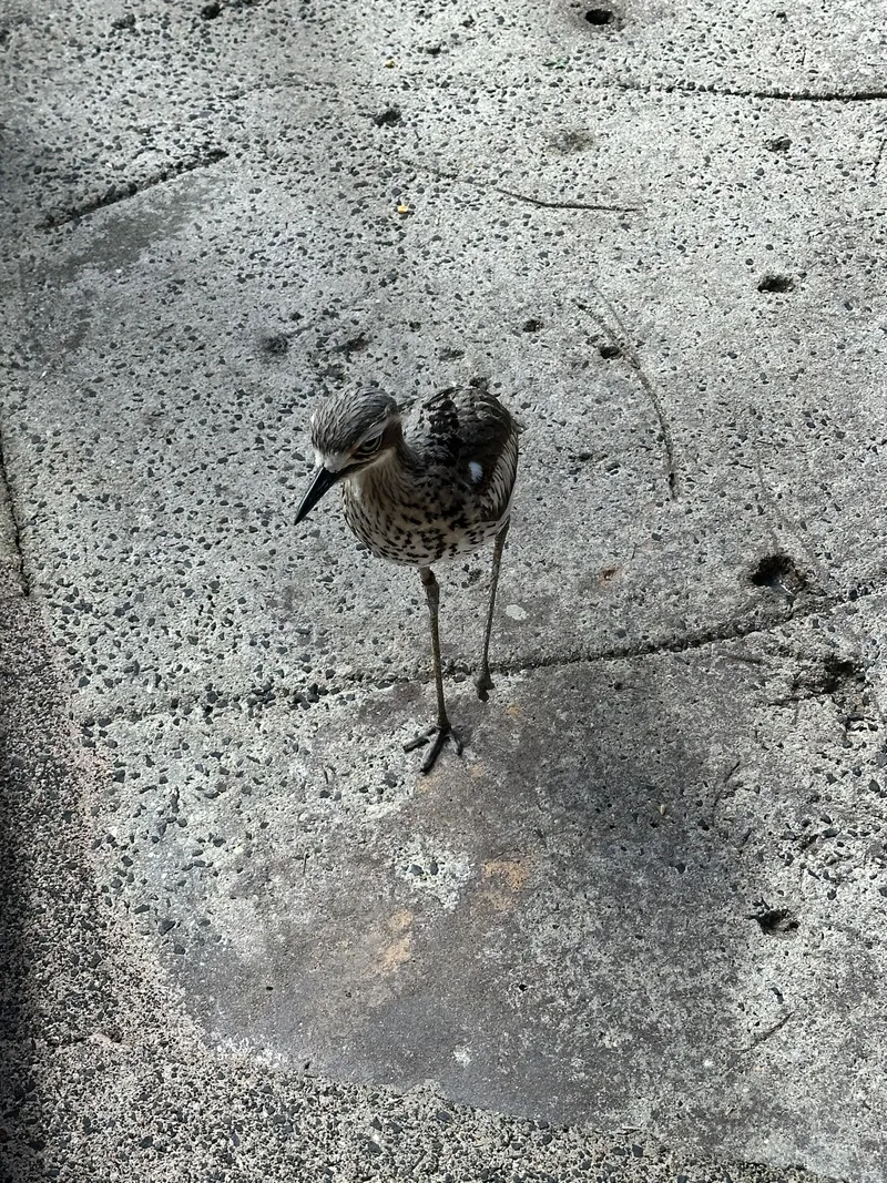 A bush stone-curlew standing on the path