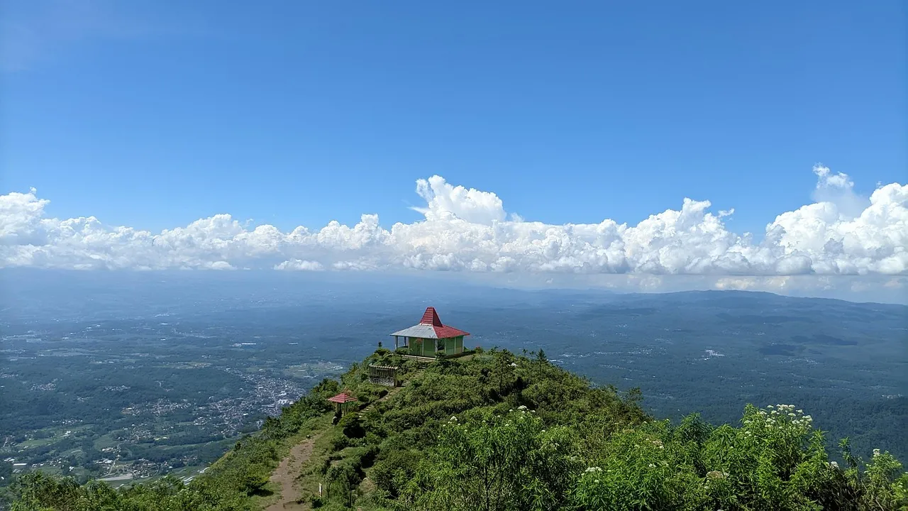 section image