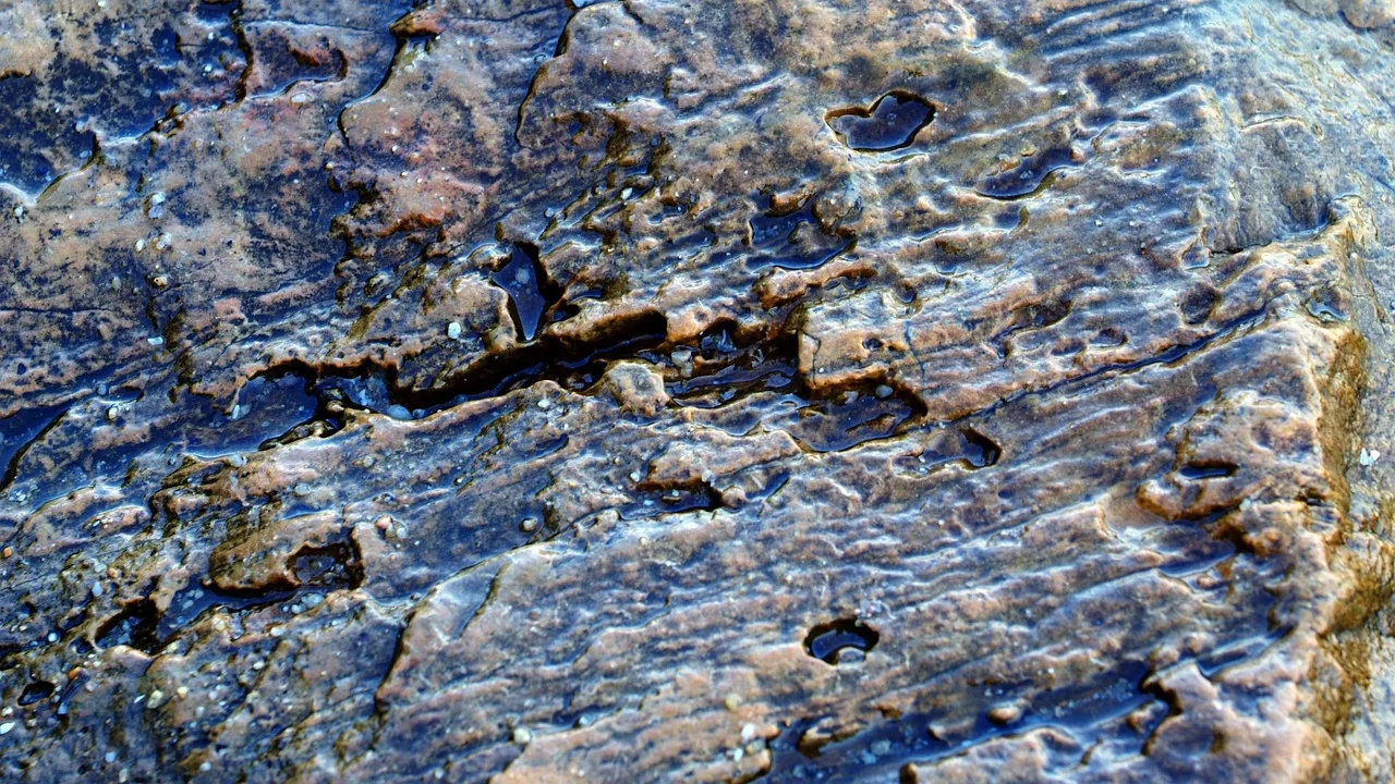 section image