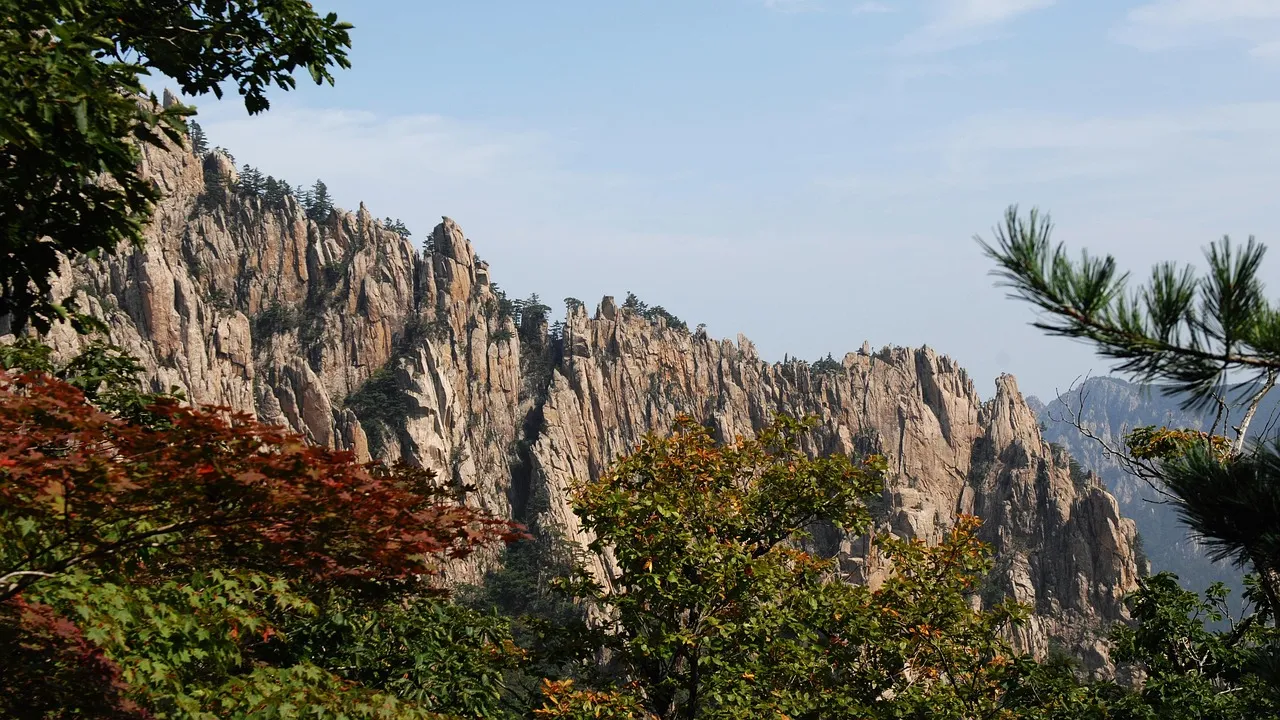 section image
