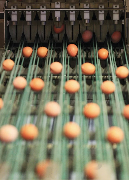 Sortierung-Eier-laufen-vom-Band