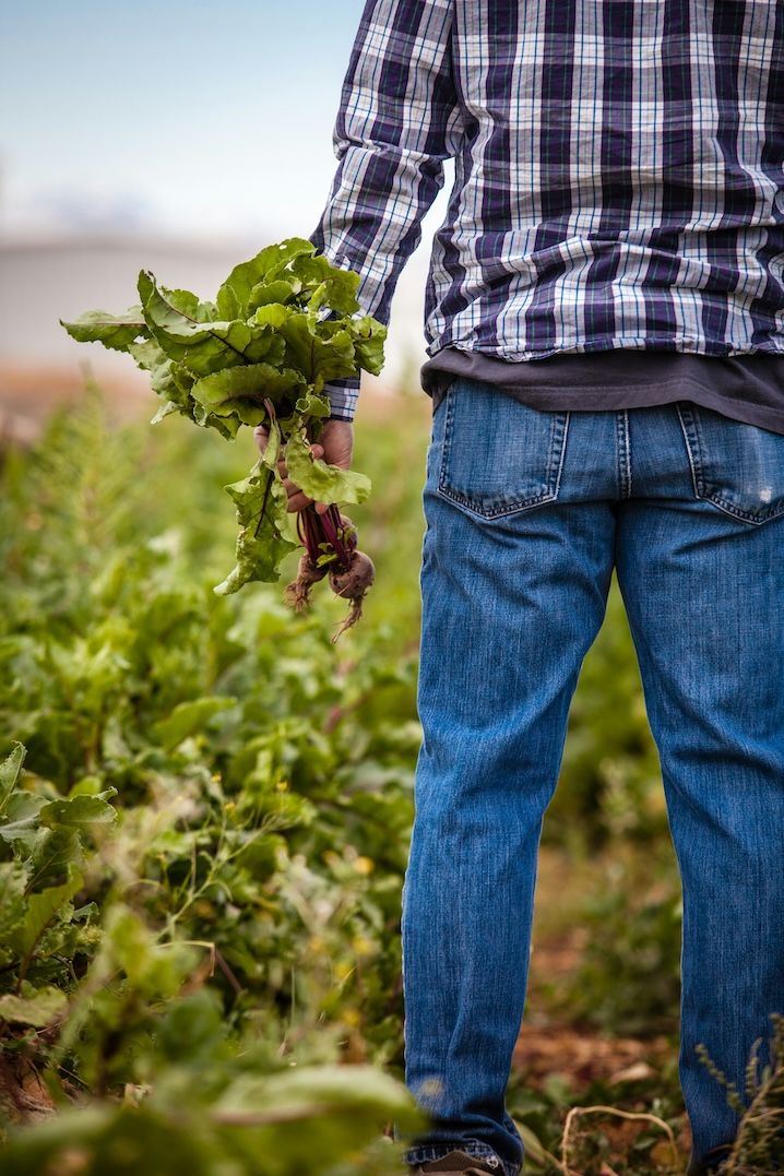 Farmer harvesting crops