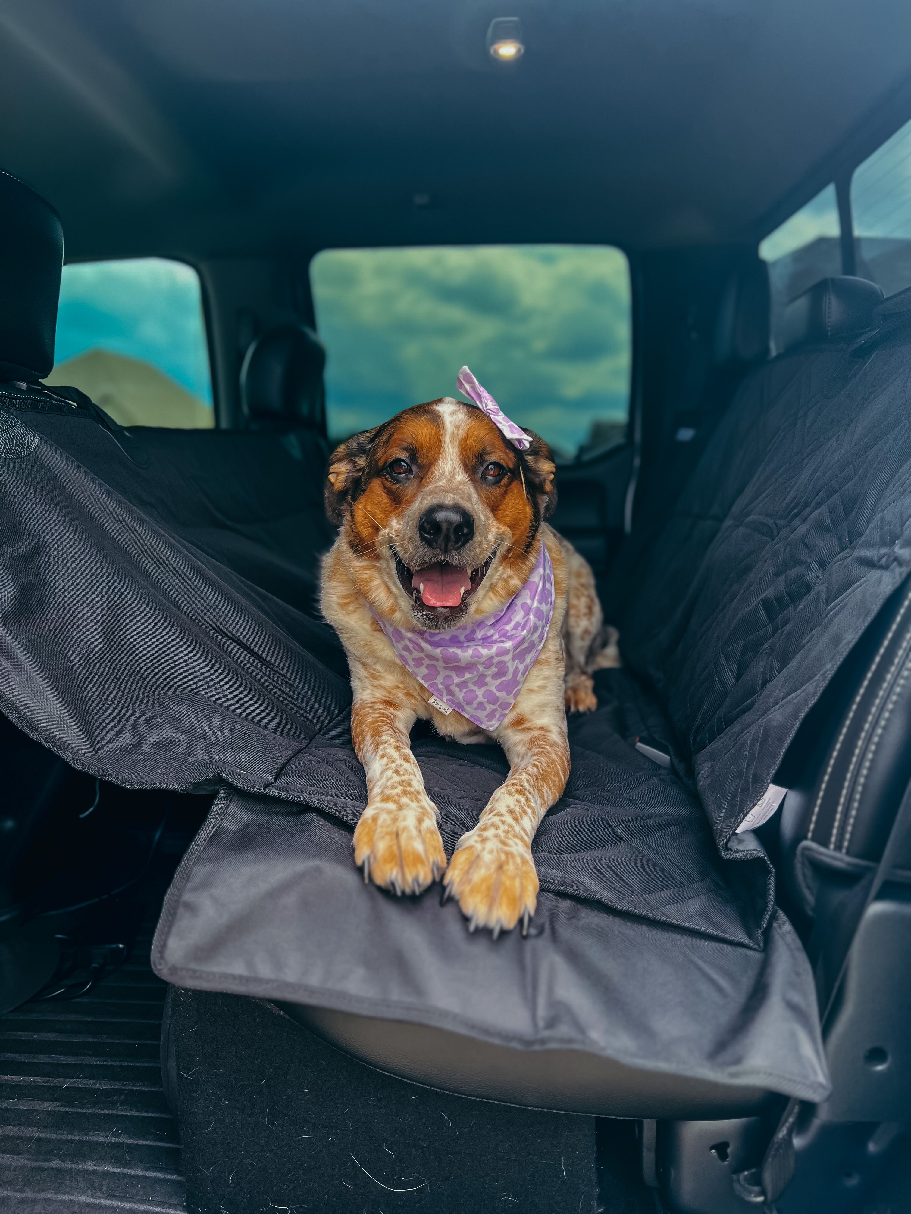 Dog Car Seat Cover – DogFanaticsPiece