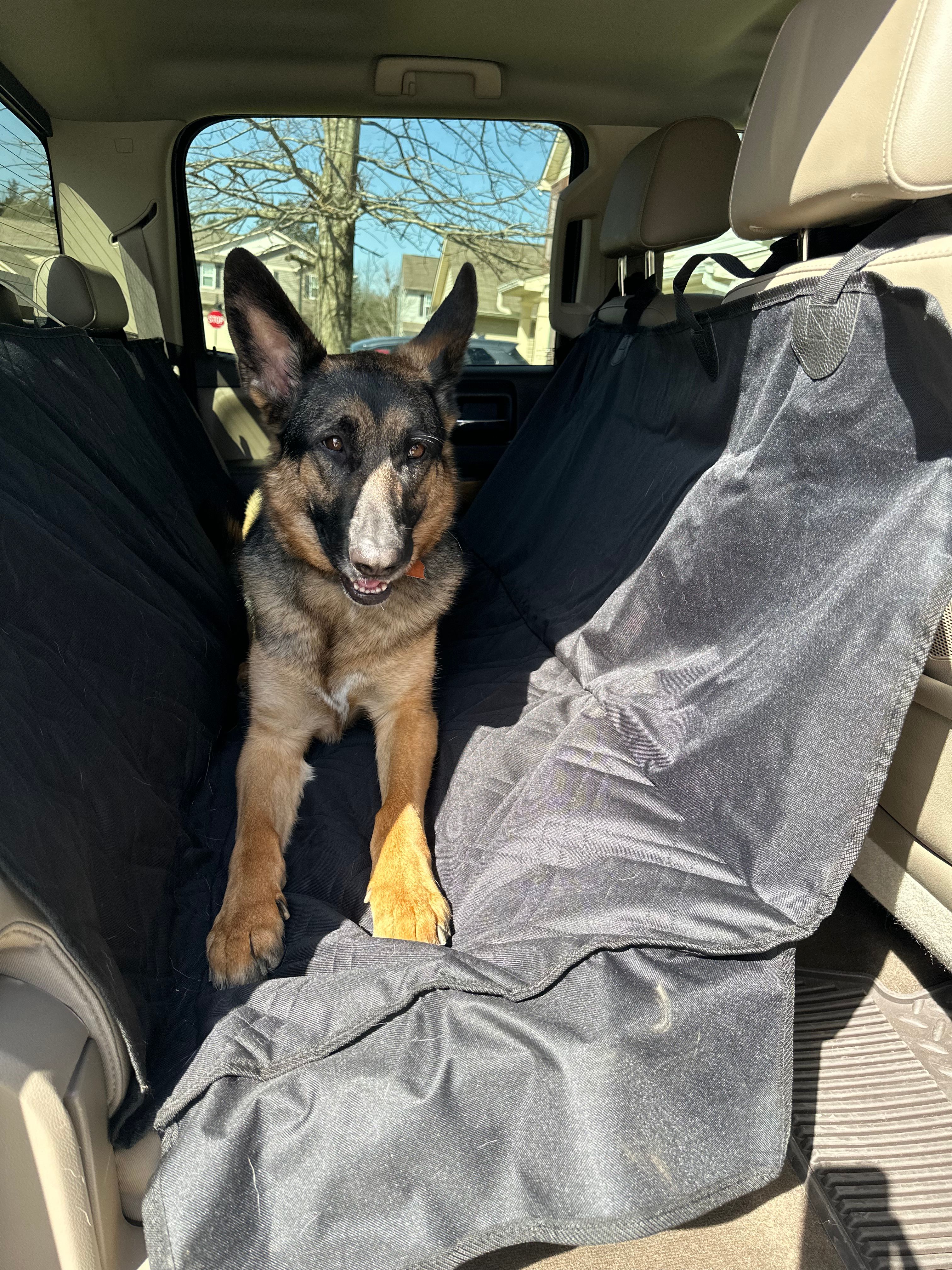 Banana And Monkey Pattern Print Pet Car Back Seat Cover – GearFrost