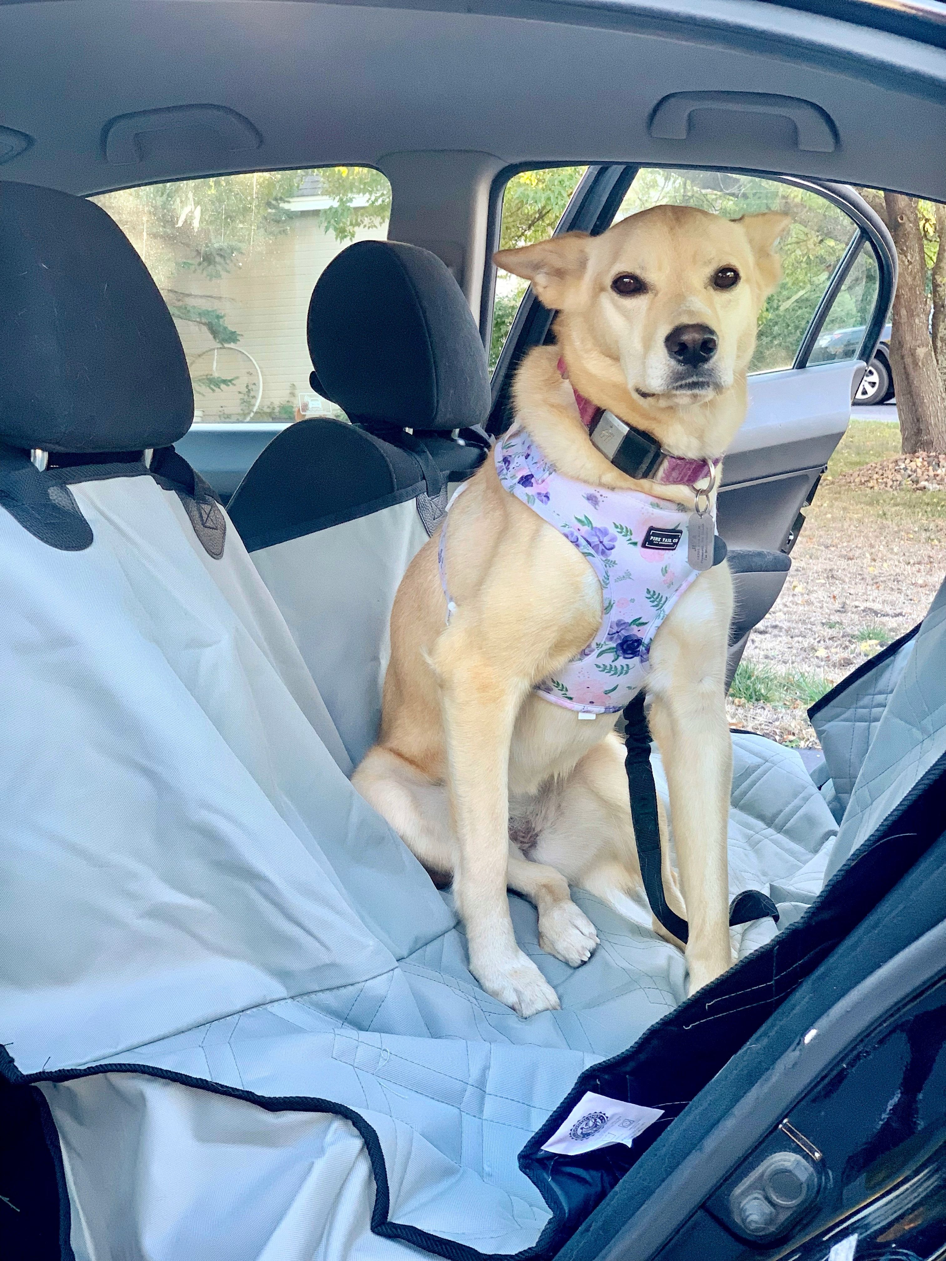 Banana And Monkey Pattern Print Pet Car Back Seat Cover – GearFrost