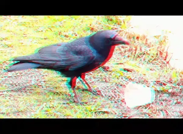 Crow’s meal