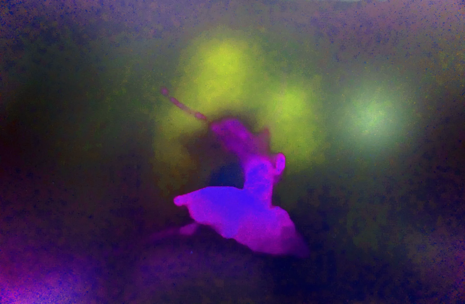 BLACK SWAN 97