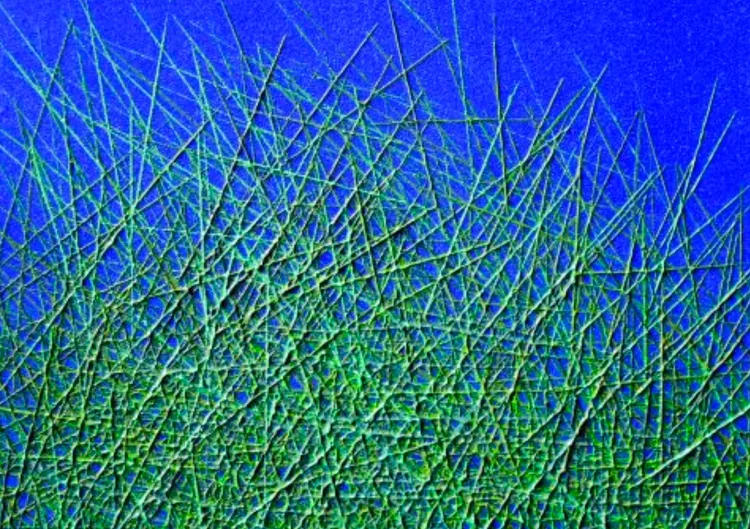 Tina Buchholtz: Green Pastures