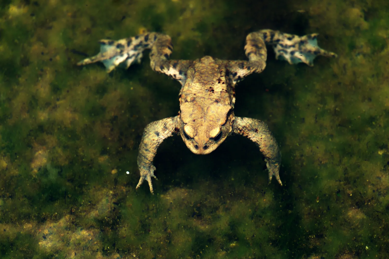 Environmental Initiative : Toads