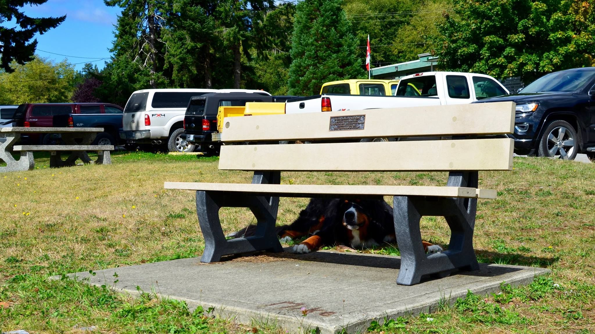 Dedication Bench in Port Alice BC