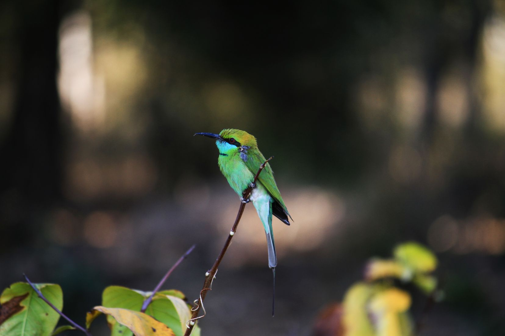 Keoladeo National Park