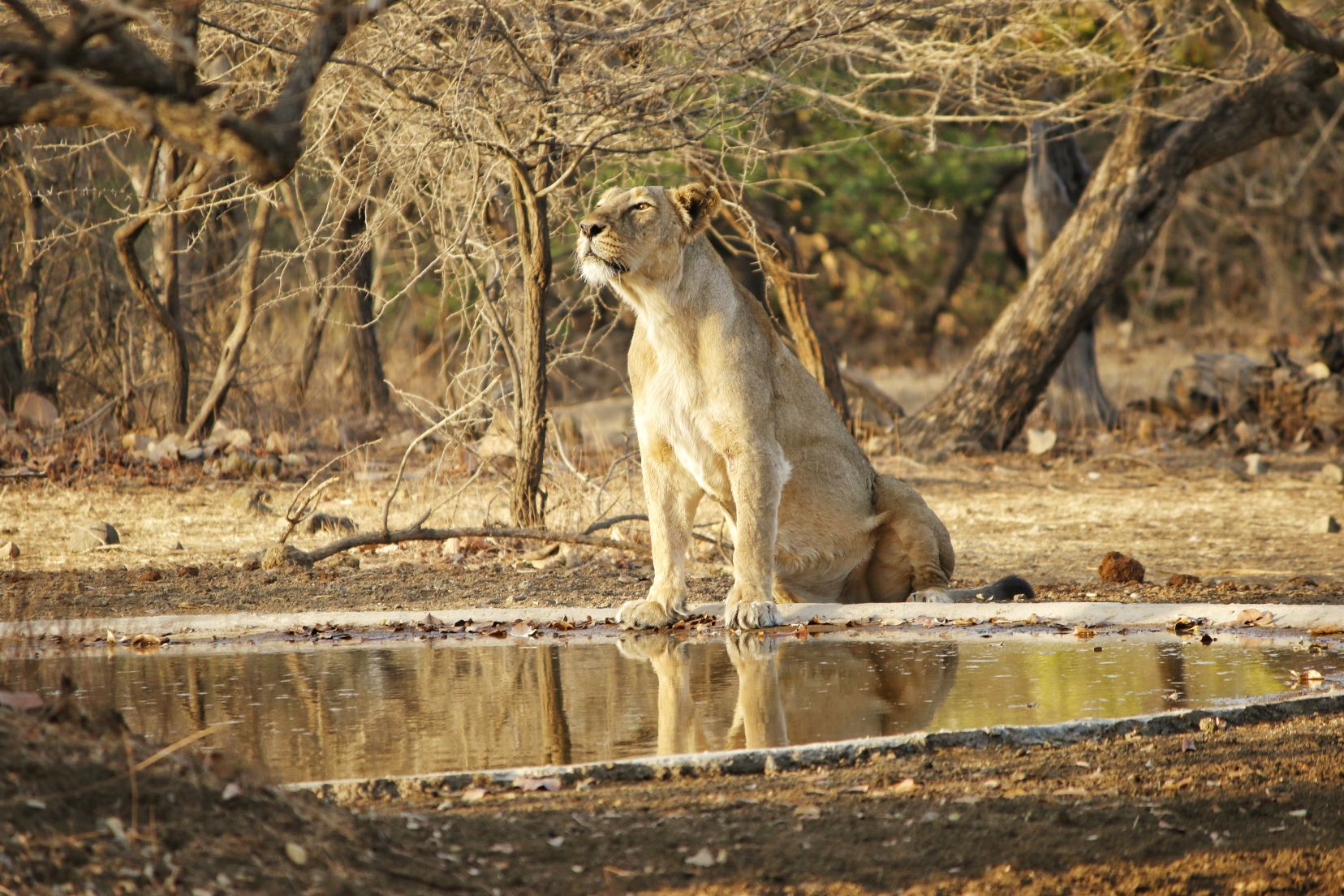 Lioness