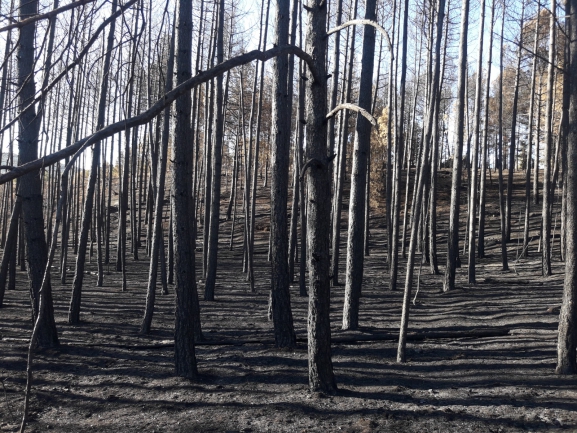 Luz verde al Protocolo para crear un Consorcio para la Prevención y extinción de incendios