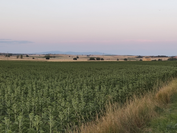 La Consejería de Agricultura firma un convenio con la Comunidad de Regantes Losa Baja para la implantación de energía fotovoltaica en su regadío